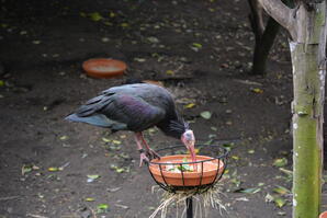 San Francisco Zoo Exhibits