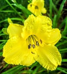 Daylily TMW