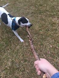 The One with the Stick