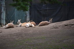 San Francisco Zoo Exhibits