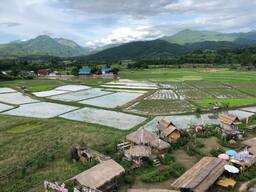 Rice field in Nan province, Thailand