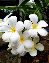 Plumeria or "Lun Tom" in Thai.  Because its' name Lun Tom sounds a lot like the word "Ratom" which means sorrow, Thai people believe it would bring sorrow to your family if you plant them in their yard.  The name has been changed to "Lelavadee" to fix that problem.