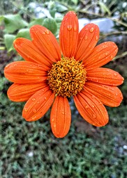 Mexican Sunflower TMW