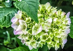 Hydrangea