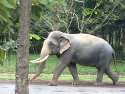 This picture was taken at the Sappraiwan Elephant Sanctuary in my hometown, Phitsanulok, Thailand.  Elephants are able to roam around freely during the day. 