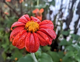 Mexican sunflower in backyard planted as a seed. 