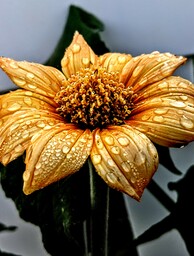 Yellow Mexican Sunflower planted in backyard from a seed. 