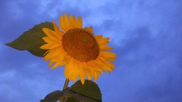 Sunflower grown in backyard from a seed. 