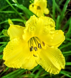 Daylily grown in front yard. 