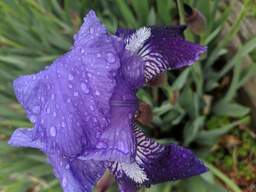 Iris grown in flowerbed after rain. 