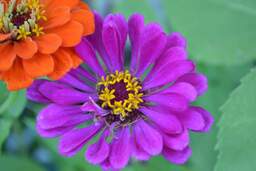 Zinnia grown from a seed in backyard.