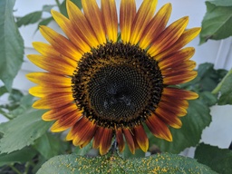 Ring of Fire Sunflower grown in backyard from a seed. 