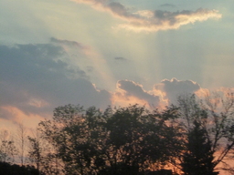 Trees in the Sun's Light