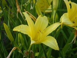 Daylily Mood