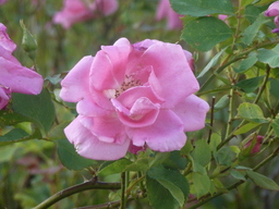 Rose Scented