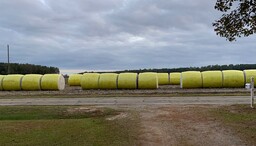 These newer round modules of newly picked cotton are waiting to be picked up and transported to the gin.