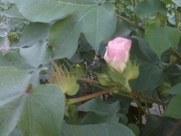 This pink cotton blossom is halfway through its journey to becoming a cotton boll.  The blossoms bloom white and turn red over the course of several days, before dropping from the plant.