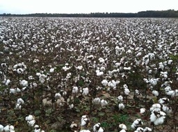 Since the late 1990s our family's primary crop has been cotton.