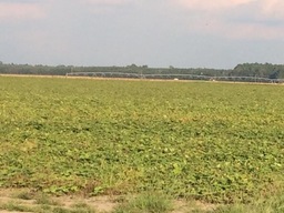 Sometimes we rotate crops in our cotton fields.  In 2018 we planted sweet potatoes in this field!