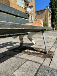 A cat relaxing on a bench in Erasmusu Park in the Bos en Lommer neighborhood of Amsterdam, Netherlands. 