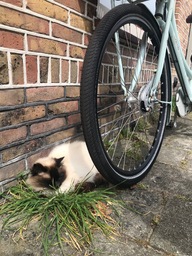 A sleepy cat rests under a bike in Alkmaar, The Netherlands