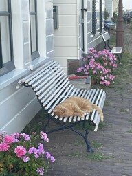 A Cat Nap in the Summer Heat, Amsterdam, The Netherlands, 2022