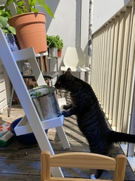 "Aiesha" smelling the plants on her balcony.