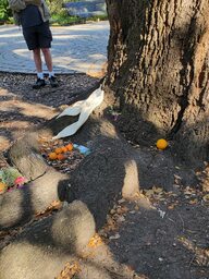 The Eggun Tree, or the Ancestor Tree, has been a focus of prayer for centuries for slaves, free people of color, and their modern descendants.  Park visitors place offerings of fruit, alcohol, etc. at the base of the tree and leave coins nestled with the grooves of the bark.