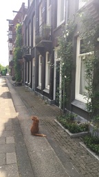 A cat sitting around one of Amsterdam's most famous parks, Vondelpark. This park was opened in 1865 and lies in the heart of the city. 