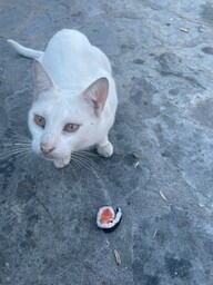 This hungry cat knows how to work the tourists visiting the Τείχη Ακροπόλεως castle in Thessaloniki, Greece. The Castle of Thessaloniki, Macedonia: The Castle of Thessaloniki, also known as Heptapyrgion or Yedi Kule, is located on a hill above the Old Town (Ano Poli). Its location gives gorgeous views to the city, the port, and the Aegean Sea.https://www.greeka.com/macedonia/thessaloniki/sightseeing/thessaloniki-castle/