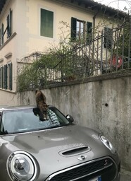 A nice cat stretching on a car in Florence, Italy.