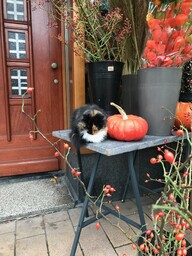 Bolo, a cat that lives at a florist shop in the Bos en Lommer district in Amsterdam is quite the celebrity. Here she is spotted peacefully napping next to the busy street.