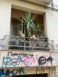 Two cats spotted sleeping in plant pots on a balcony in Thessaloniki, Greece.