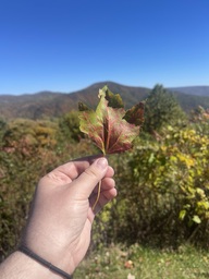 A red maple tree leaf found at The Loops Overlook on the Blue Ridge Parkway between Marion, North Carolina and Linville, North Carolina in early October. The leaf is starting to turn red.