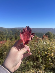 A red maple tree leaf found at Heffner Gap Overlook on the Blue Ridge Parkway. The leaf is entirely red.