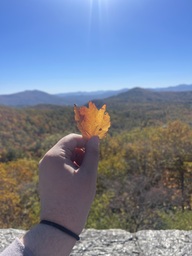 A red maple tree leaf found at Bear Den Overlook on the Blue Ridge Parkway. The leaf is orange and yellow.