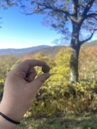 The cap of a northern red oak tree acorn found at North Toe River Valley Overlook on the Blue Ridge Parkway. The acorn itself had fallen away.