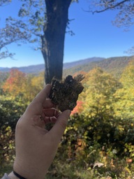 A piece of bark from a white oak tree found at North Toe River Valley Overlook on the Blue Ridge Parkway. The bark had fallen off a nearby tree and has a small bit of lichen on the bottom right corner.