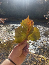 An American sycamore tree leaf found beside the Linville River off of the Blue Ridge Parkway. The leaf is starting to turn orange. American sycamores are often found on river banks. - Cassens, Daniel L. "Hardwood Lumber and Veneer Series: Sycamore." Purdue Extension, 2007. https://www.extension.purdue.edu/extmedia/FNR/FNR-291-W.pdf