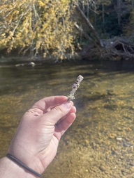 A small, unidentified tree stick covered in lichen beside the Linville River off of the Blue Ridge Parkway.