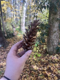 An eastern white pine tree cone found near Linville Falls off of the Blue Ridge Parkway. The pine cone is fresh and sticky with bark. The cone was open, meaning it is an older cone.