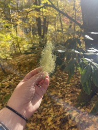 A small piece of fine fruticose lichen found near Linville Falls off of the Blue Ridge Parkway. The lichen had fallen off of a nearby tree and began to dry out.