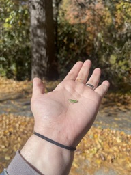 A small grasshopper found near Linville Falls off of the Blue Ridge Parkway. The grasshopper was still while being photographed then jump to the ground when it was lowered.