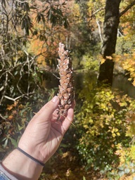 An eastern white pine tree cone found near the Linville River off of the Blue Ridge Parkway. The cone was thin and closed, meaning it is a young pinecone.