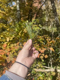 A group of needles from an eastern white pine tree found near the Linville River off of the Blue Ridge Parkway. Pine trees have needles attached to the branch in groups. - Feeley, Tivon. "Pine, Fir or Spruce Tree?" Iowa State University, Accessed October 2023.