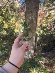 A small cluster of branches of needles from a fraser fir tree found near the Linville River off of the Blue Ridge Parkway. Fir tree needles are each individually attached to small branches. - Feeley, Tivon. "Pine, Fir or Spruce Tree?" Iowa State University, Accessed October 2023.