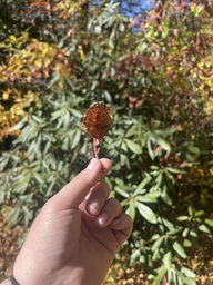 Autumn Leaf at Linville River