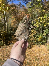 A large flake of bark from a mountain maple tree found near the Linville River off of the Blue Ridge Parkway. The bark is speckled with lichen.