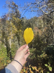 A spicebush leaf found at Camp Creek Overlook on the Blue Ridge Parkway. The leaf is entirely yellow and the very tip of the leaf is gone.