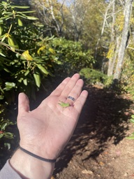 A medium sized grasshopper found at Camp Creek Overlook on the Blue Ridge Parkway. The grasshopper was still while being photographed then jumped onto a nearby bush.